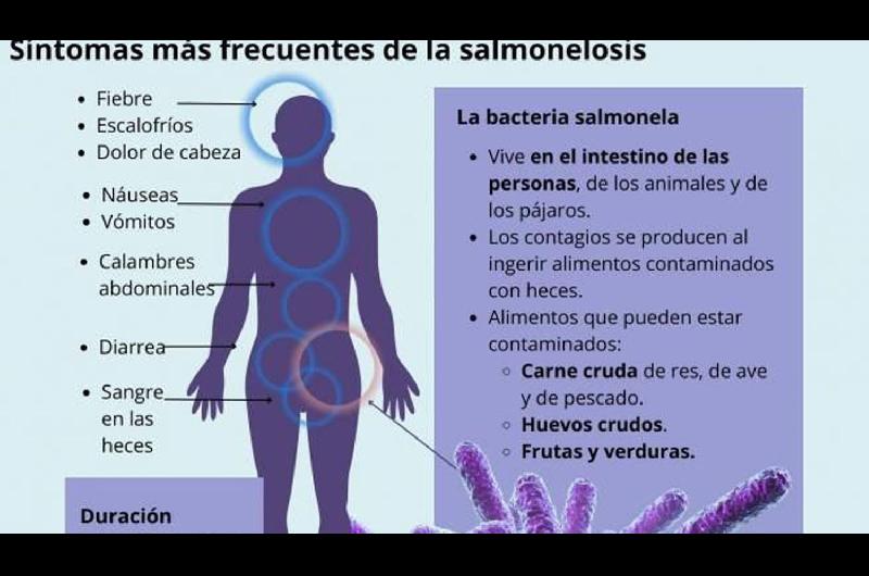 Lanzan pautas de cuidados para prevenir la salmonelosis