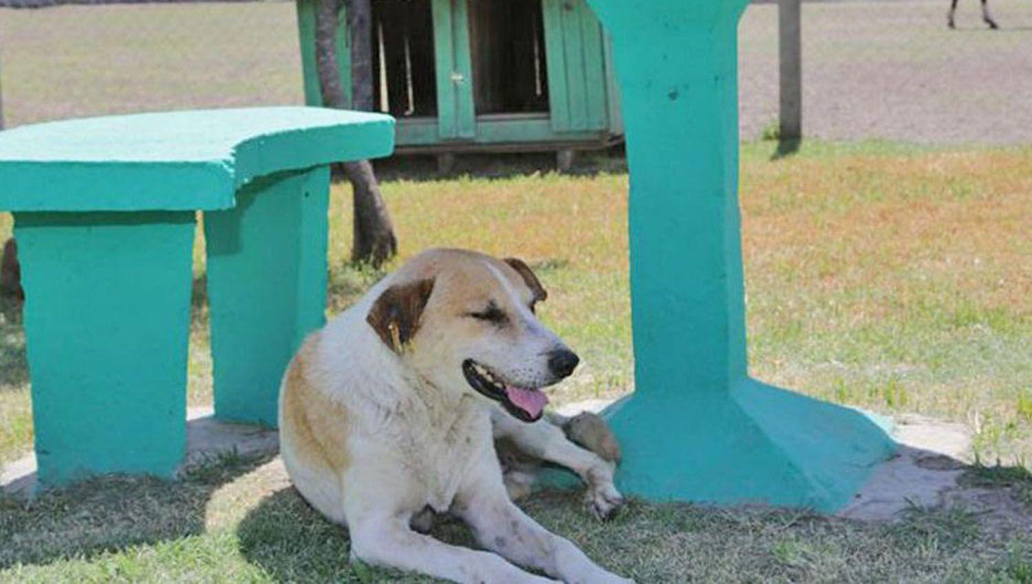 Una funcionaria santiaguentildea ordenoacute que se proteja a los animales del calor