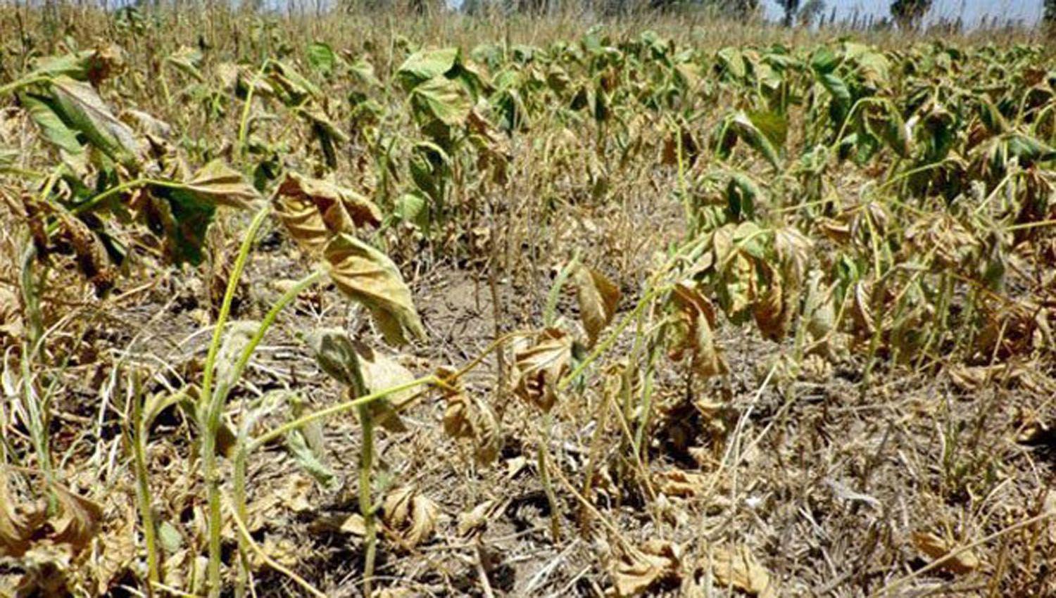 Por el clima el agro preveacute una caiacuteda de ingresos por US20 mil millones