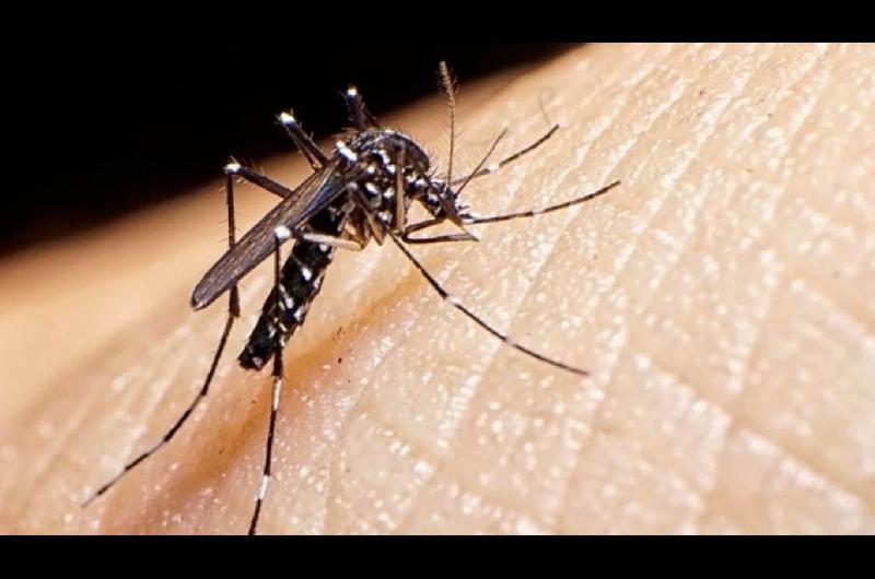 Coacutemo se realiza el diagnoacutestico cuando tenemos siacutentomas de Dengue