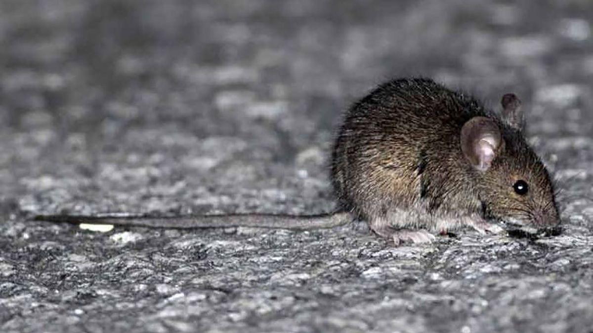 Consternacioacuten- un gendarme de 23 antildeos murioacute por hantavirus en La Pampa