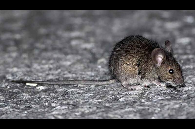 Consternacioacuten- un gendarme de 23 antildeos murioacute por hantavirus en La Pampa