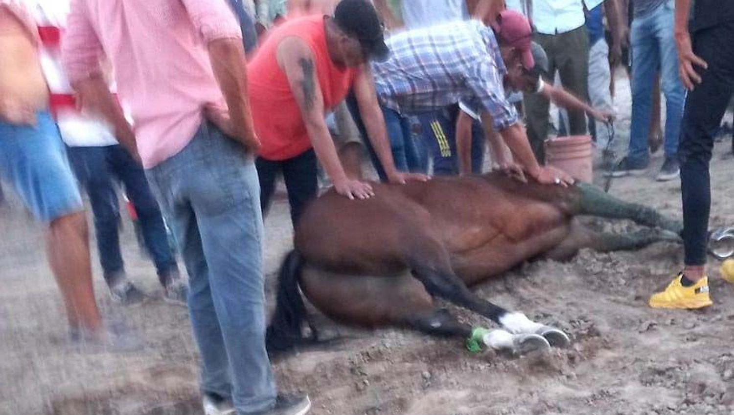 VIDEO- Un caballo cayoacute fulminado al finalizar una carrera cuadrera