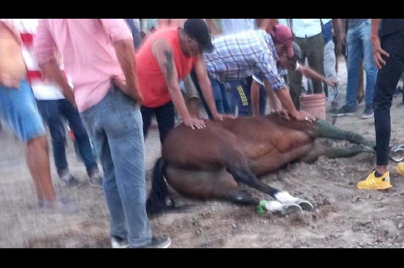 VIDEO- Un caballo cayoacute fulminado al finalizar una carrera cuadrera