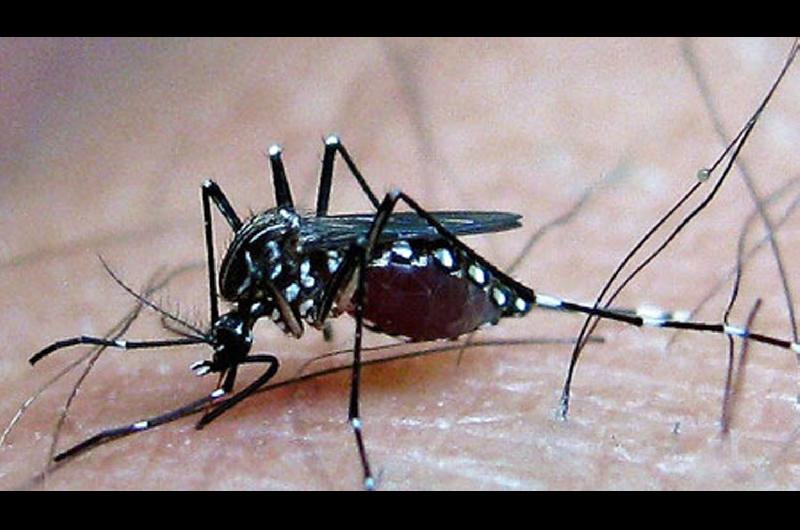 No estamos auacuten en el momento maacutes criacutetico del dengue esto puede seguir creciendo