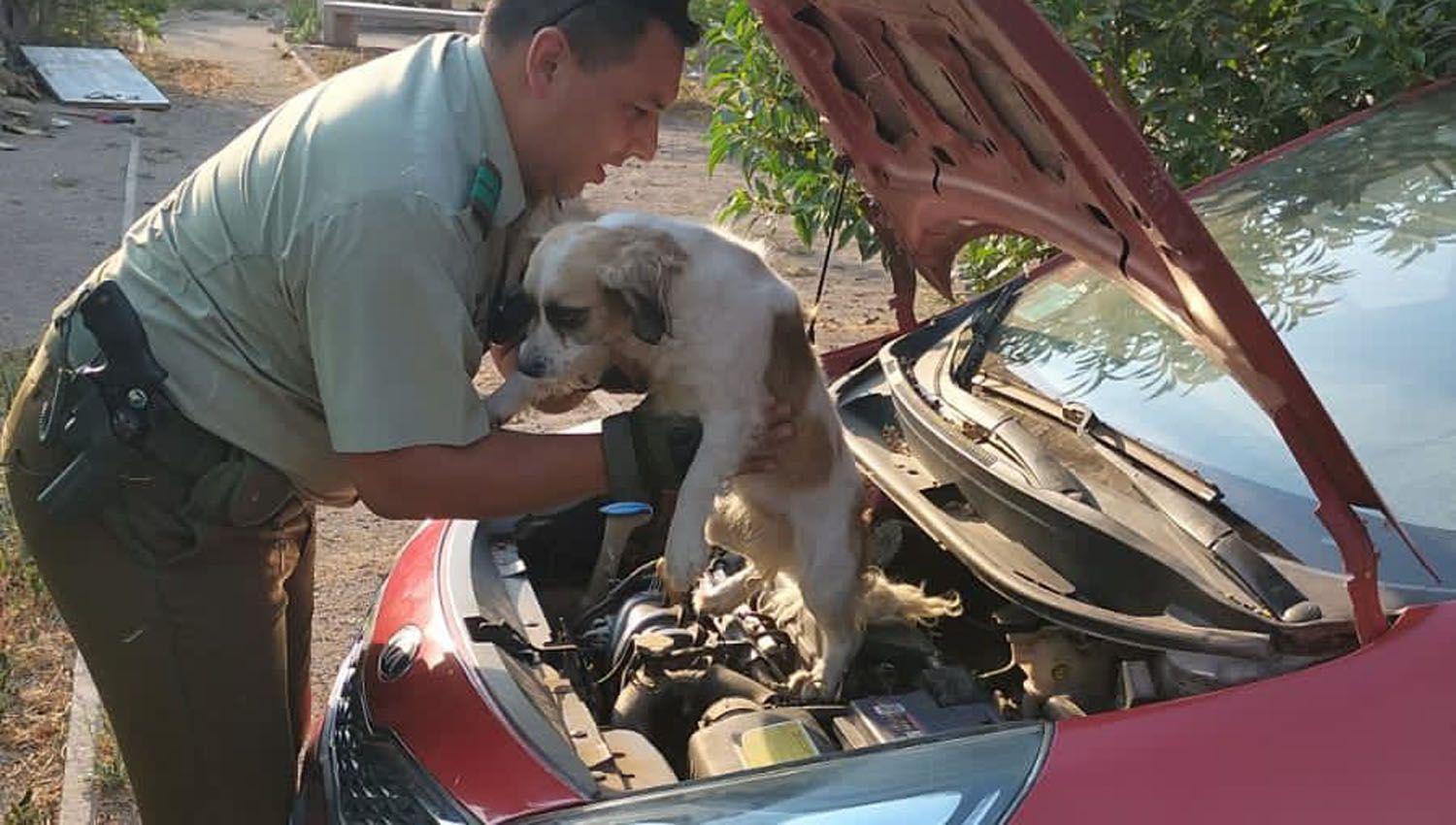 La historia de un perrito perdido que sobrevivioacute 48 kiloacutemetros en el motor de un auto