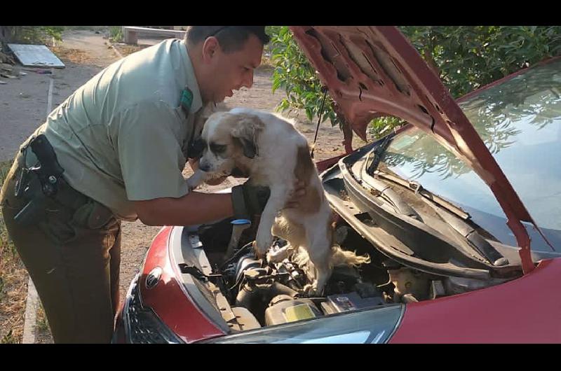 La historia de un perrito perdido que sobrevivioacute 48 kiloacutemetros en el motor de un auto