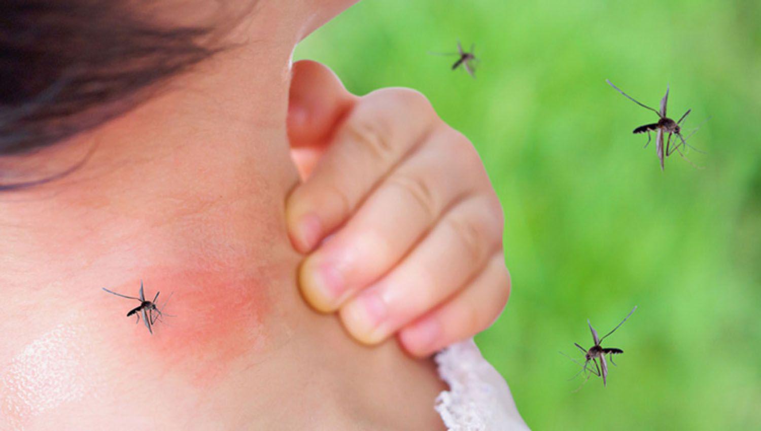 Reportan maacutes de 56000 casos de dengue en el paiacutes