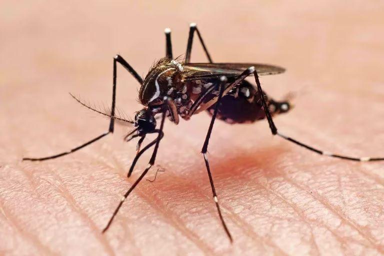 Queacute implican los casos asintomaacuteticos de Dengue