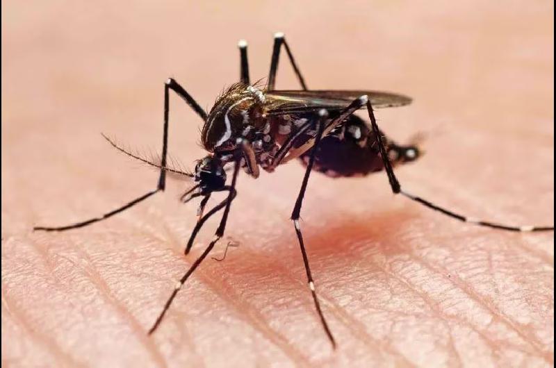 Queacute implican los casos asintomaacuteticos de Dengue