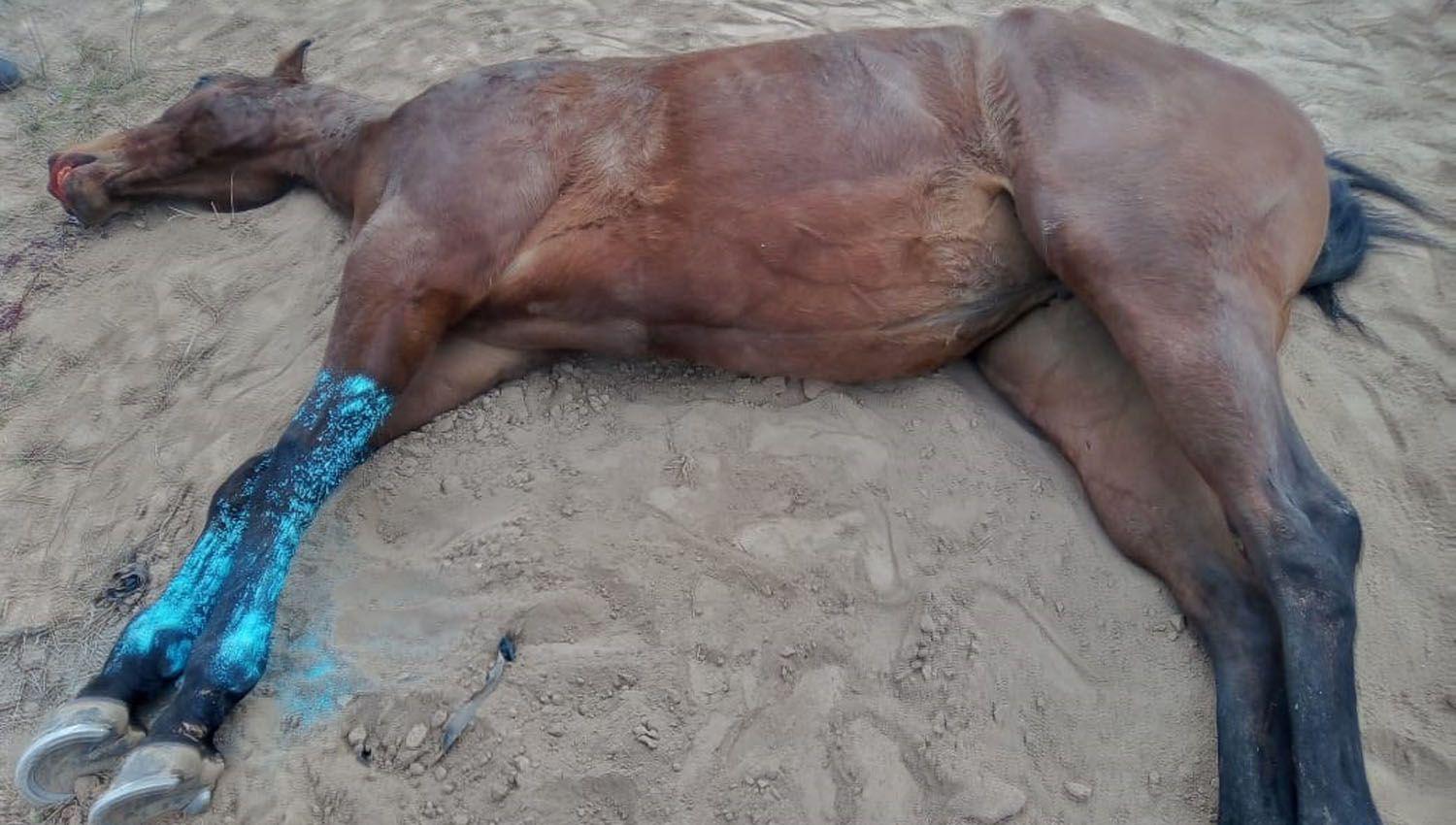 IMAacuteGENES SENSIBLES- Indignacioacuten por la muerte de una yegua tras una carrera cuadrera