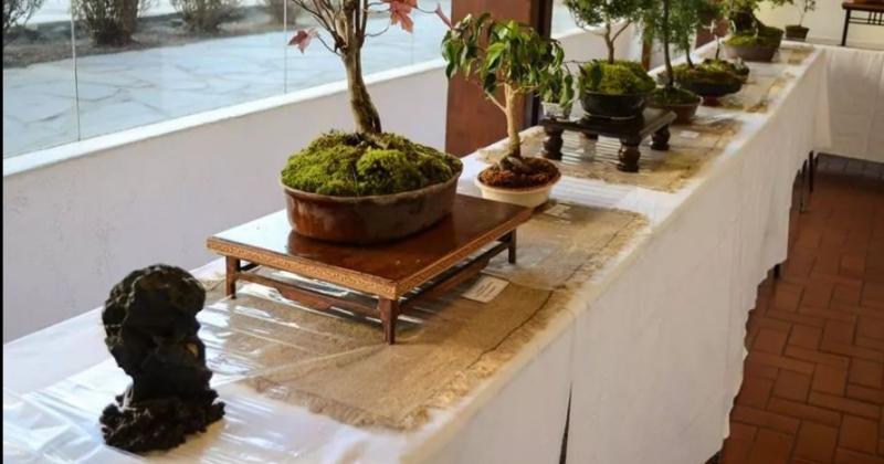 Realizaraacuten una muestra de bonsai y suiseky en el patio de San Francisco