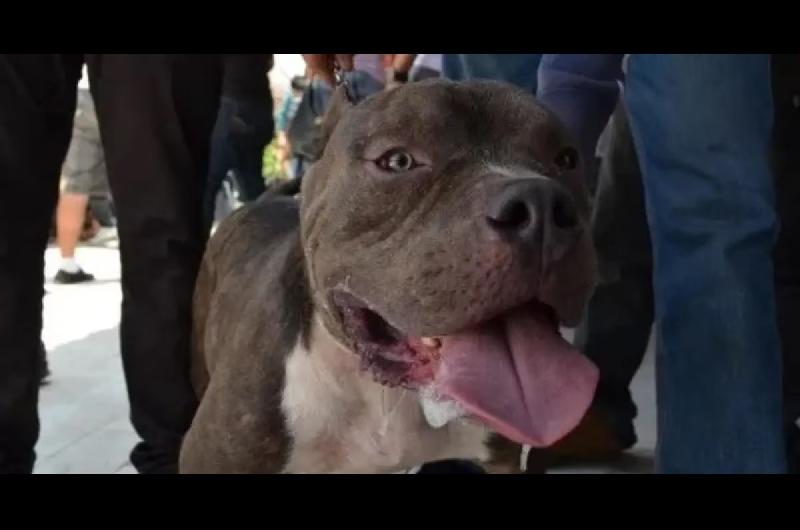 Un vecino matoacute a cuchillazos a un Pitbull que atacoacute a varios perros callejeros