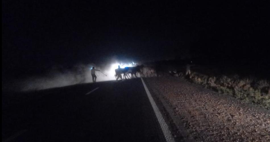 PROCEDIMIENTO Los policías detectaron a los animales en la noche