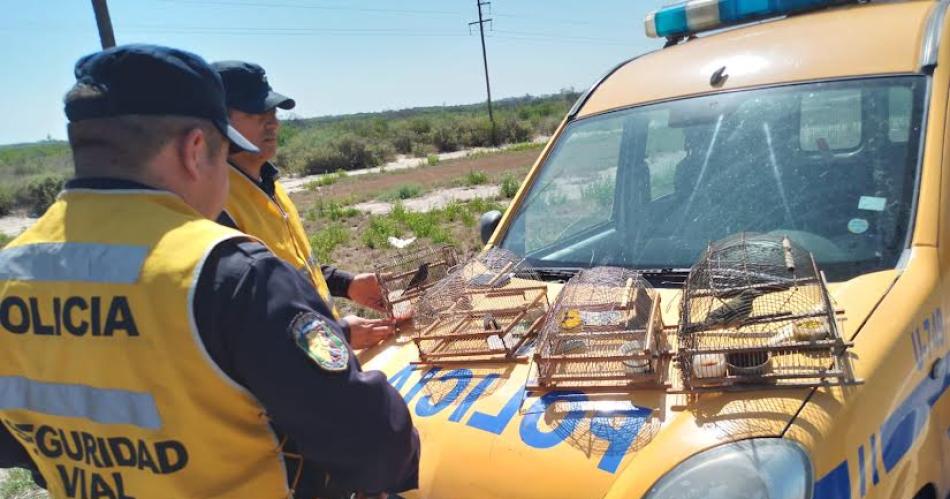 La Policiacutea secuestroacute y liberoacute aves que eran transportadas por la Ruta 34