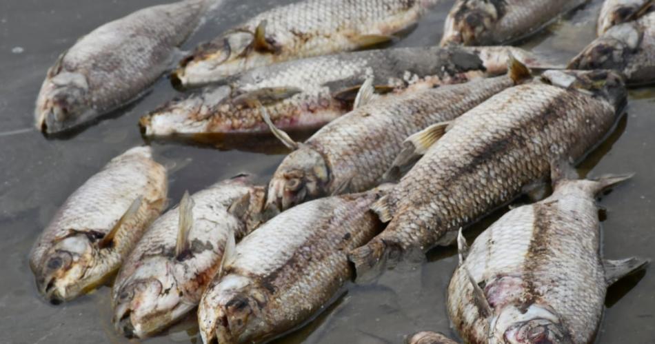 Iniciaraacuten acciones penales por la mortandad de peces en el embalse de Riacuteo Hondo