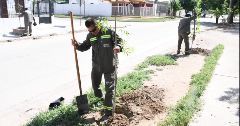 La Municipalidad plantoacute maacutes de 3000 aacuterboles en el barrio Campo Contreras