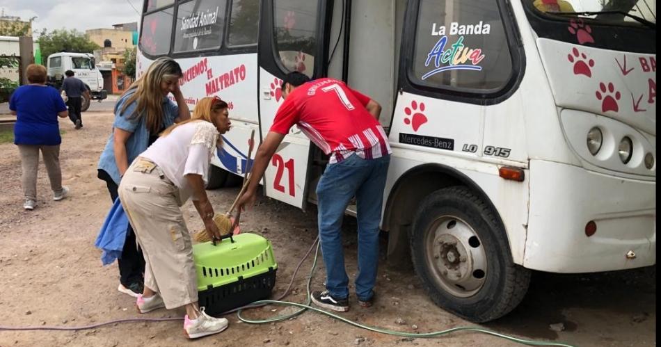 En un antildeo se realizaron cuatro mil castraciones de perros y gatos