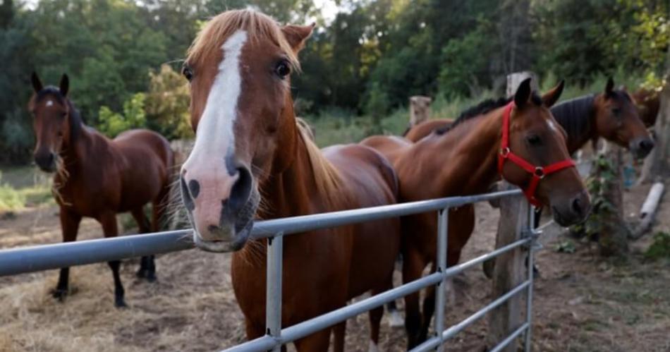 Preocupa el brote de una enfermedad neuroloacutegica que afecta a los caballos