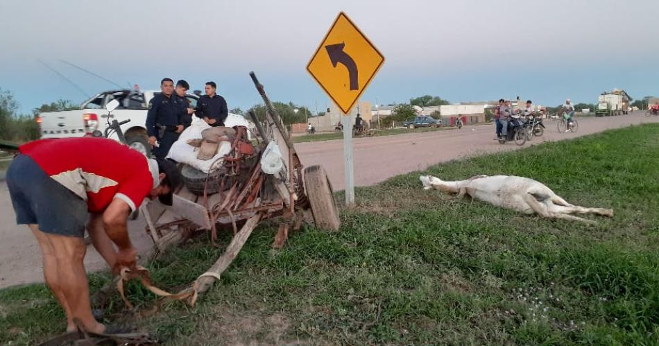 Camioacuten chocoacute a un sulqui fuera de control y matoacute a un caballo