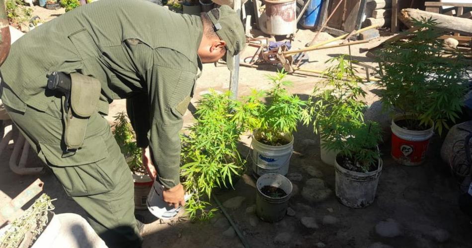 Hallan plantas de marihuana e interceptan droga arrojada desde una motocicleta