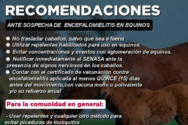 La cercaniacutea de casos de encefalomielitis equina genera acciones preventivas en Santiago