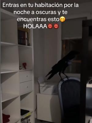 Encontroacute a un cuervo en su oficina y esta fue su reaccioacuten