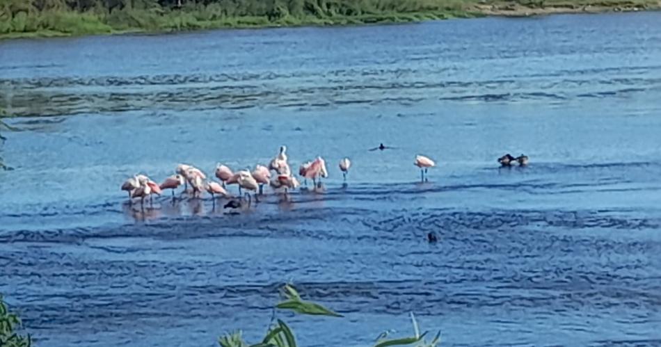 VIDEO  Parecen flamencos pero son espaacutetulas rosadas