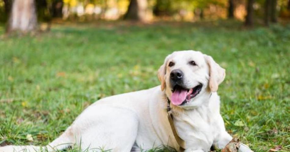 La Aduana jubiloacute a Filli su famosa perra labradora antinarcoacuteticos