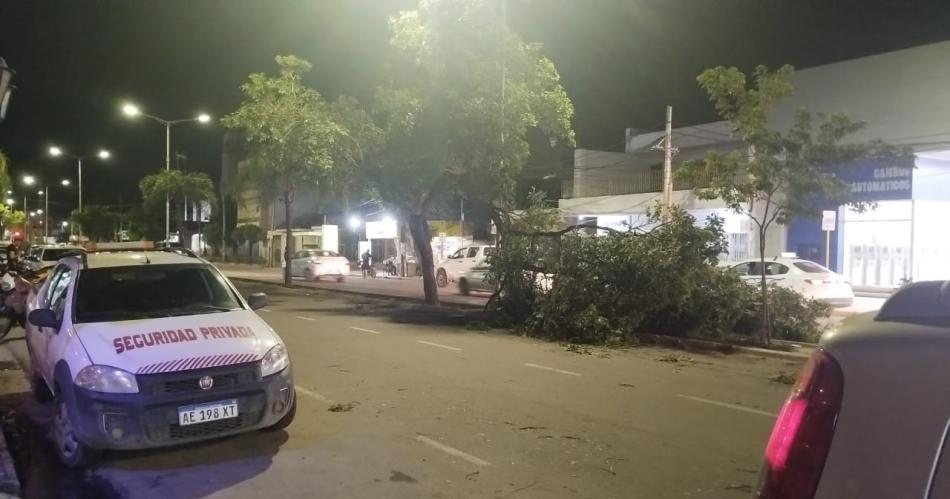 La caiacuteda de un aacuterbol rompioacute la platabanda de la avenida Belgrano en La Banda