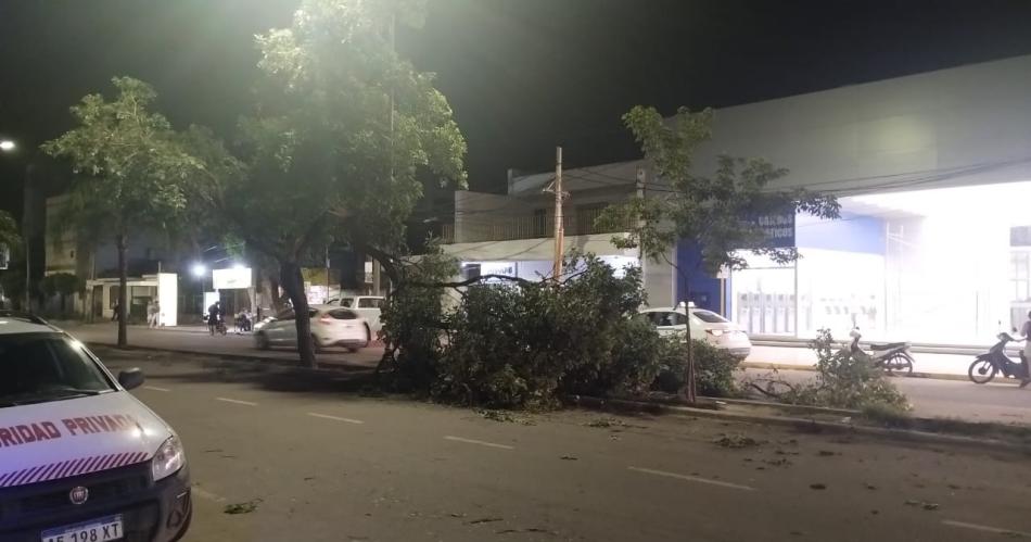 La caiacuteda de un aacuterbol rompioacute la platabanda de la avenida Belgrano en La Banda