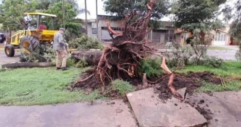 Fuerte temporal provocoacute dantildeos en Selva Colonia Alpina y Palo Negro