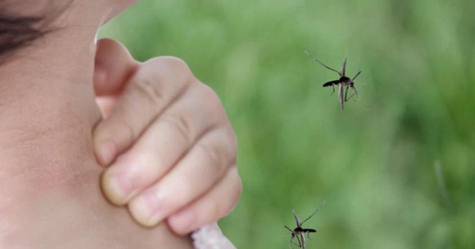 Coacutemo prevenir picaduras para evitar el contagio de encefalitis equina